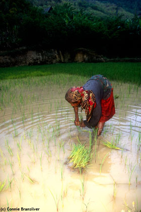 planting rice
